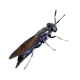black soldier fly