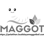 budidaya maggot Jakarta