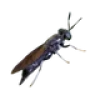 black soldier fly